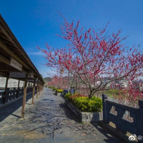 桃花，是春天里最浪漫的花