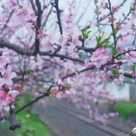 桃花，是春天里最浪漫的花