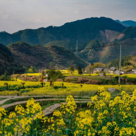 家朋乡尚村油菜花